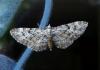 Eupithecia dodoneata